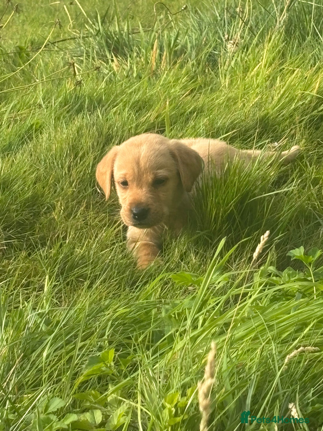 Labrador Retriever dogs for sale: Fox Red Labrador Puppies - Image 1