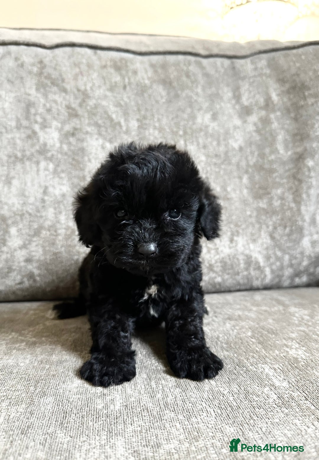 Cockapoo dogs for sale: Cockapoos looking for forever homes - Advert 19