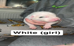 Mixed Breed dogs for sale: Dalmatian/Labrador cross staffy  - Image 5