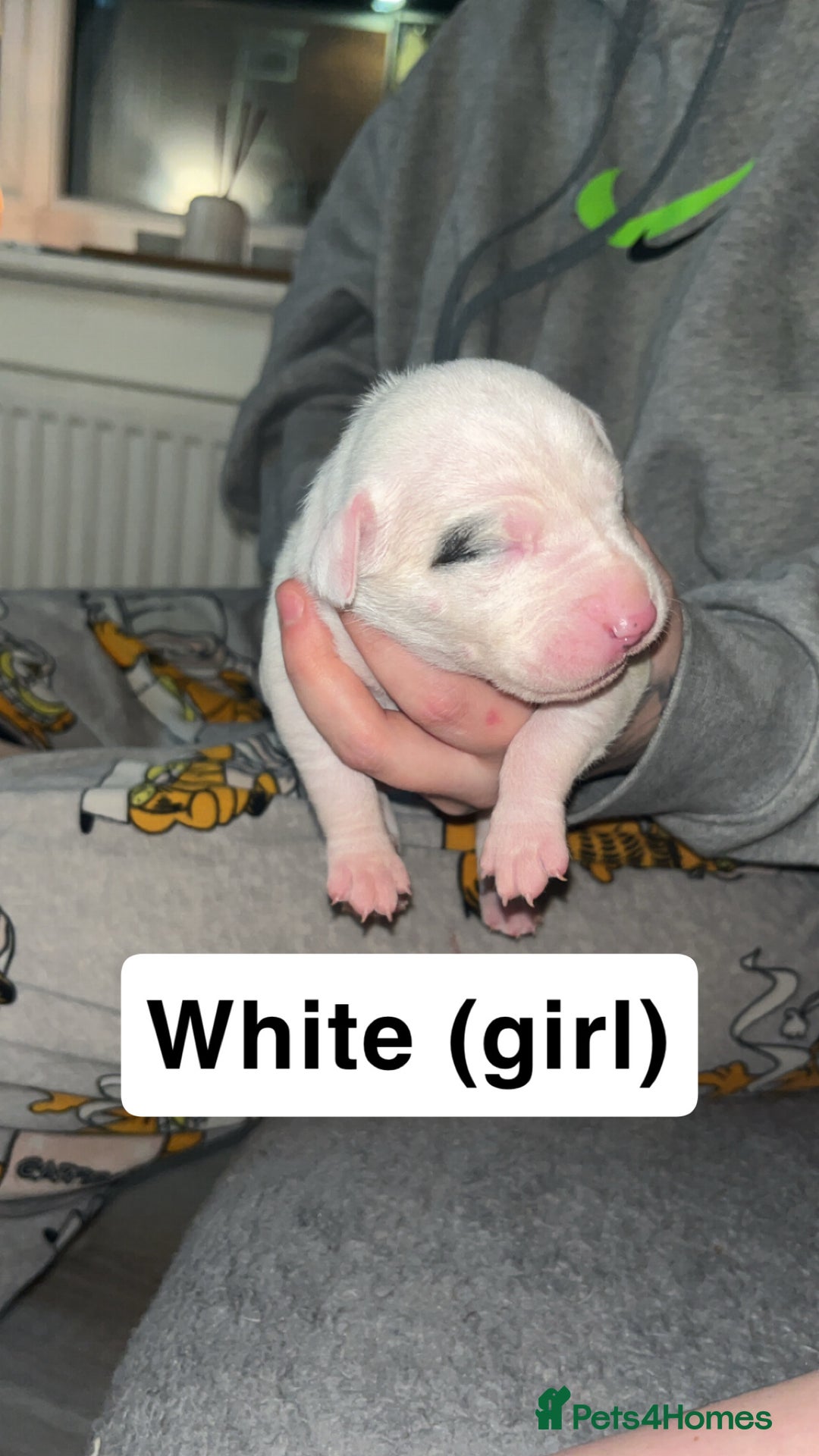 Mixed Breed dogs for sale: Dalmatian/Labrador cross staffy  - Image 5