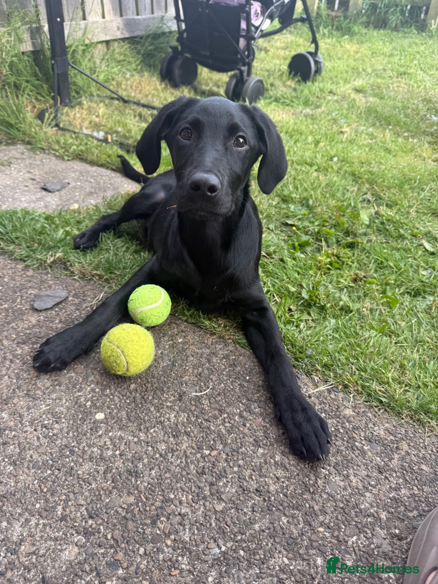 Labrador Retriever dogs Lab Puppy  - Advert 1