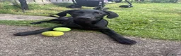 Labrador Retriever dogs for sale: Lab Puppy  - Advert 1