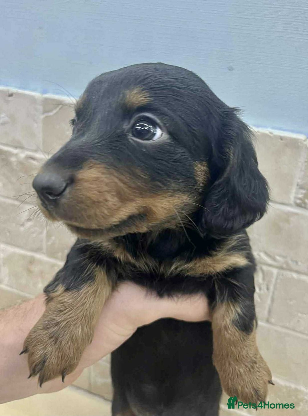 Dachshund dogs for sale: Miniature Dachshund puppies - Image 3