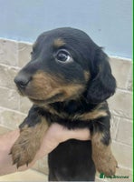 Dachshund dogs - Advert 6