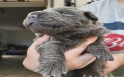 Shar Pei dogs for sale: REDUCED*READYNOW Beautiful bear/brush shar peis  - Image 16