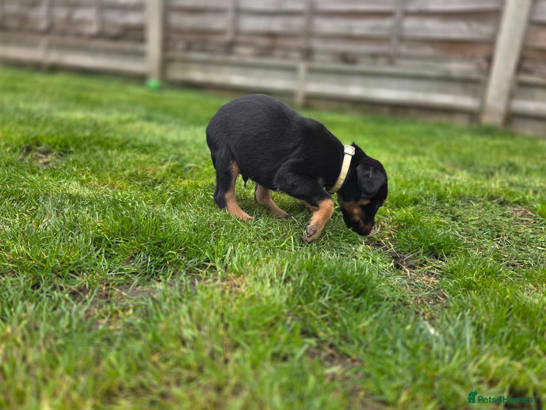 Mixed Breed dogs for sale: Dobermann cross puppies  - Image 15