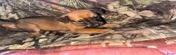 Belgian Shepherd Dog dogs for sale: Belgian malinos pups in Knottingley - Advert 11
