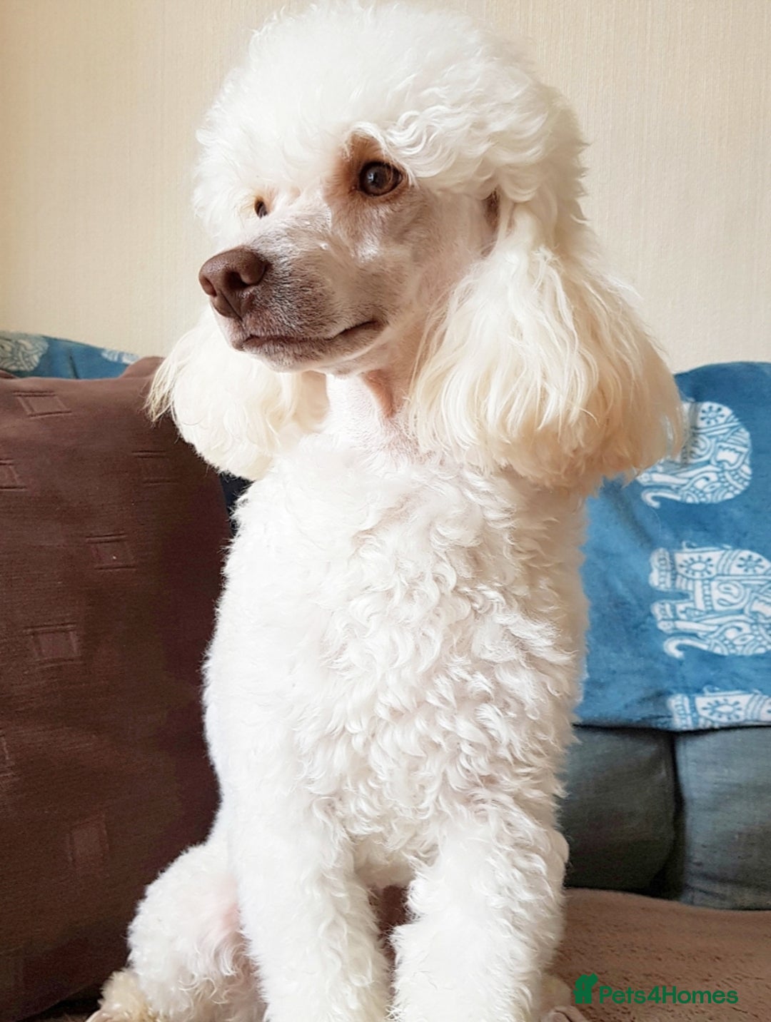Miniature Poodle dogs for stud: KC registered / health tested / colour tested  in Bolton - Image 2