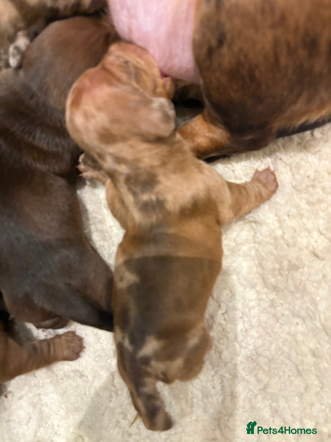 Miniature Dachshund dogs for sale: Smooth Miniature Daschund puppies  - Advert 9