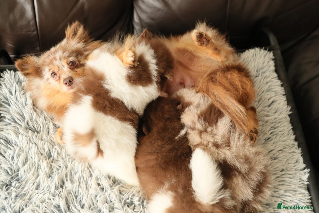 Pomeranian dogs for sale: Beautiful 1 year old Pomeranian for sale  - Image 4