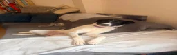 Mixed Breed dogs for adoption: WILF-1 yr old,  Mix Breed Boy with incredible ears in Hungerford - Advert 8