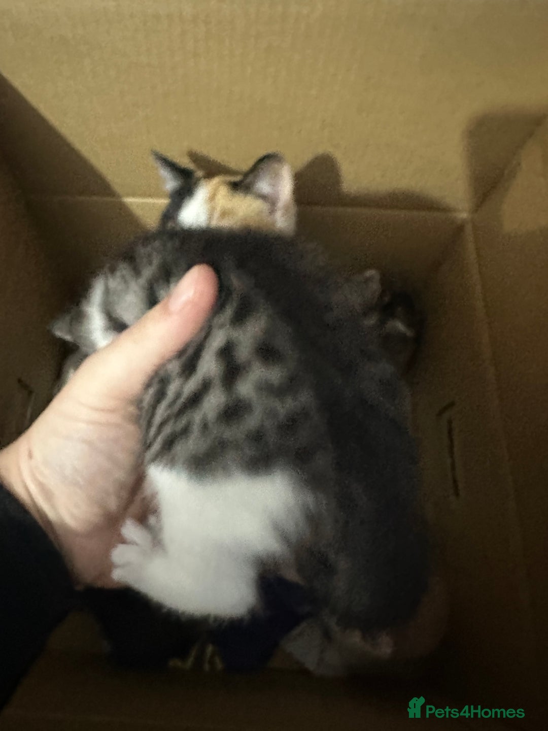 Mixed Breed cats for sale: Four Lovely mixed breed Kittens  - Advert 8