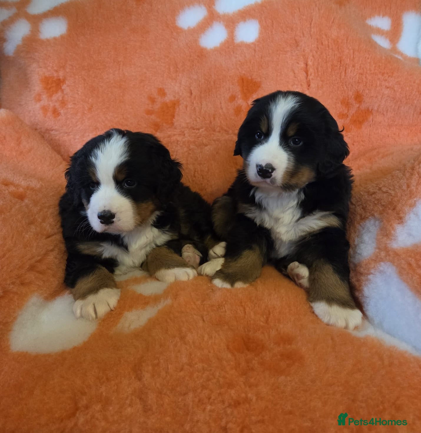 Bernese Mountain Dog dogs Beautiful Bernese Mountain Dog Puppies - Advert 12