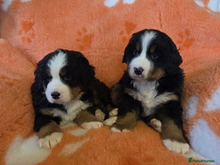 Bernese Mountain Dog dogs Beautiful Bernese Mountain Dog Puppies - Advert 2