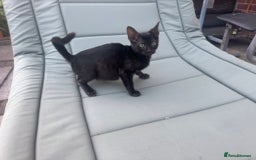 Savannah cats for sale: Beautiful melanistic Savannah - Image 4