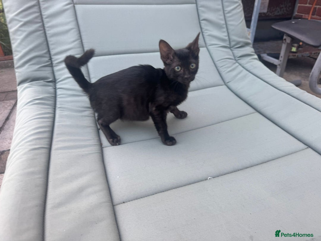 Savannah cats for sale: Beautiful melanistic Savannah - Image 4