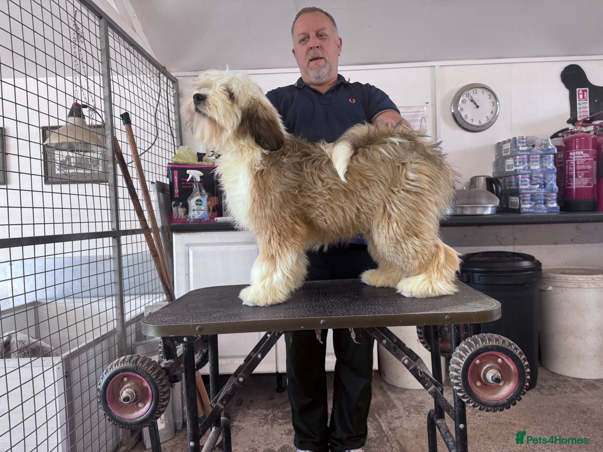 Tibetan Terrier dogs Araki Pup available to pet or show home - Advert 1