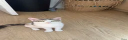 Mixed Breed cats for sale: Kittens  - Advert 1