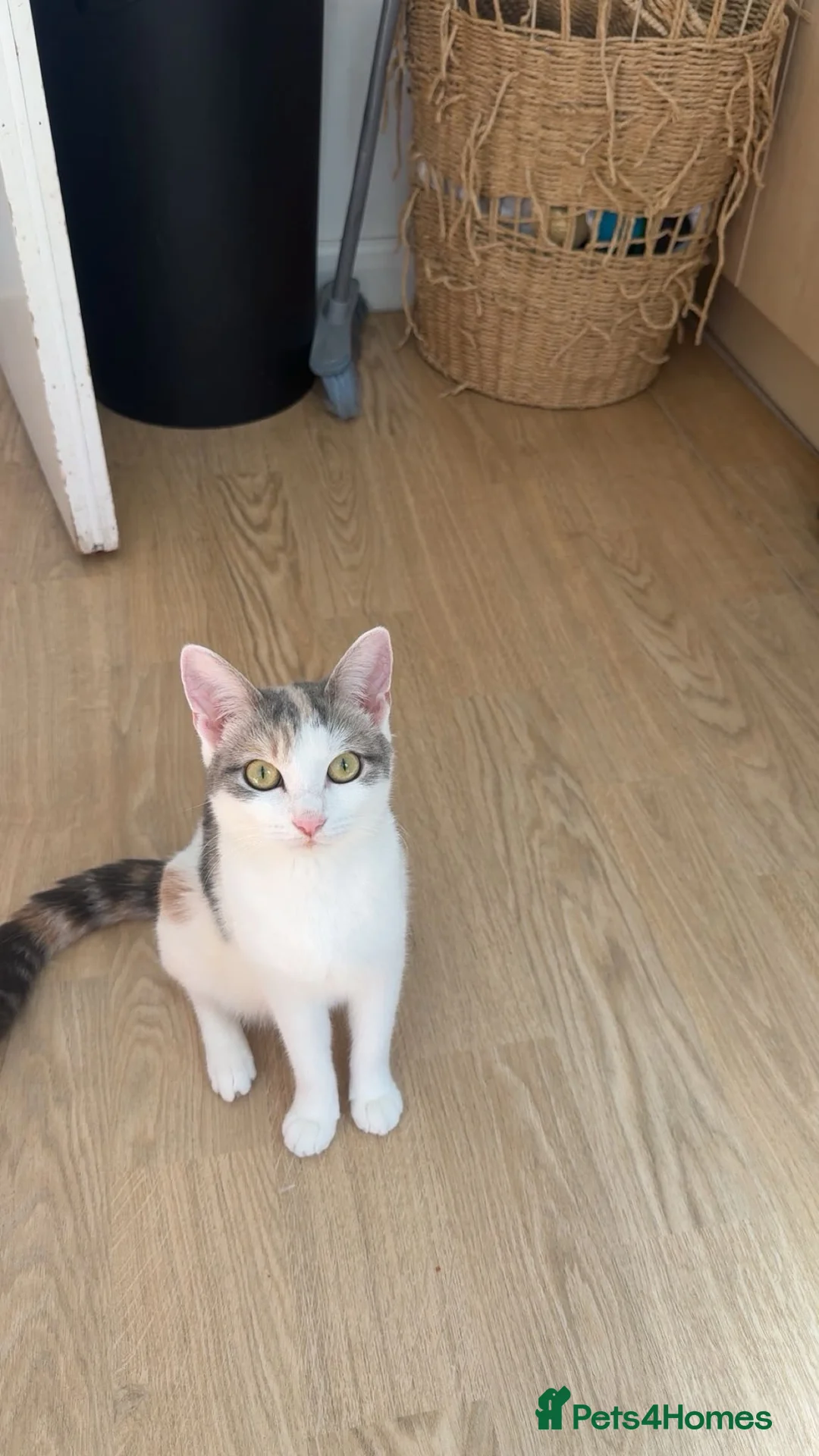 Mixed Breed cats for sale: Kittens  - Advert 1