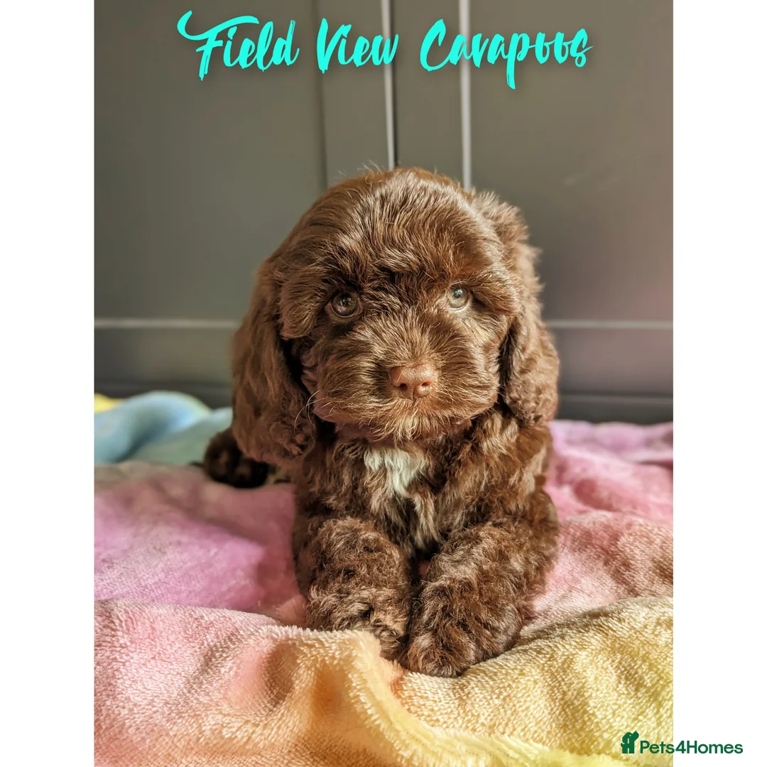 Cavalier King Charles Spaniel dogs for stud: 1st KC Registered Chocolate Cavalier Stud In UK!!  in Sutton Coldfield - Advert 14