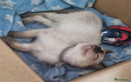 Ragamese cats for sale: Ragamese ragdoll siamese vaccinated, microchipped - Image 1