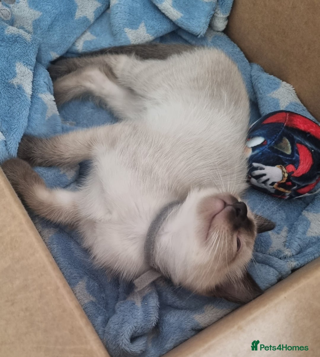 Ragamese cats for sale: Ragamese ragdoll siamese vaccinated, microchipped - Image 1