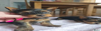 Yorkshire Terrier 4