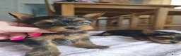 Yorkshire Terrier dogs for sale: Yorkshire Terrier puppies for sale in Thames Ditton - Advert 11