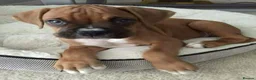 Boxer dogs for sale: Male Female Boxer Puppies in London - Advert 2