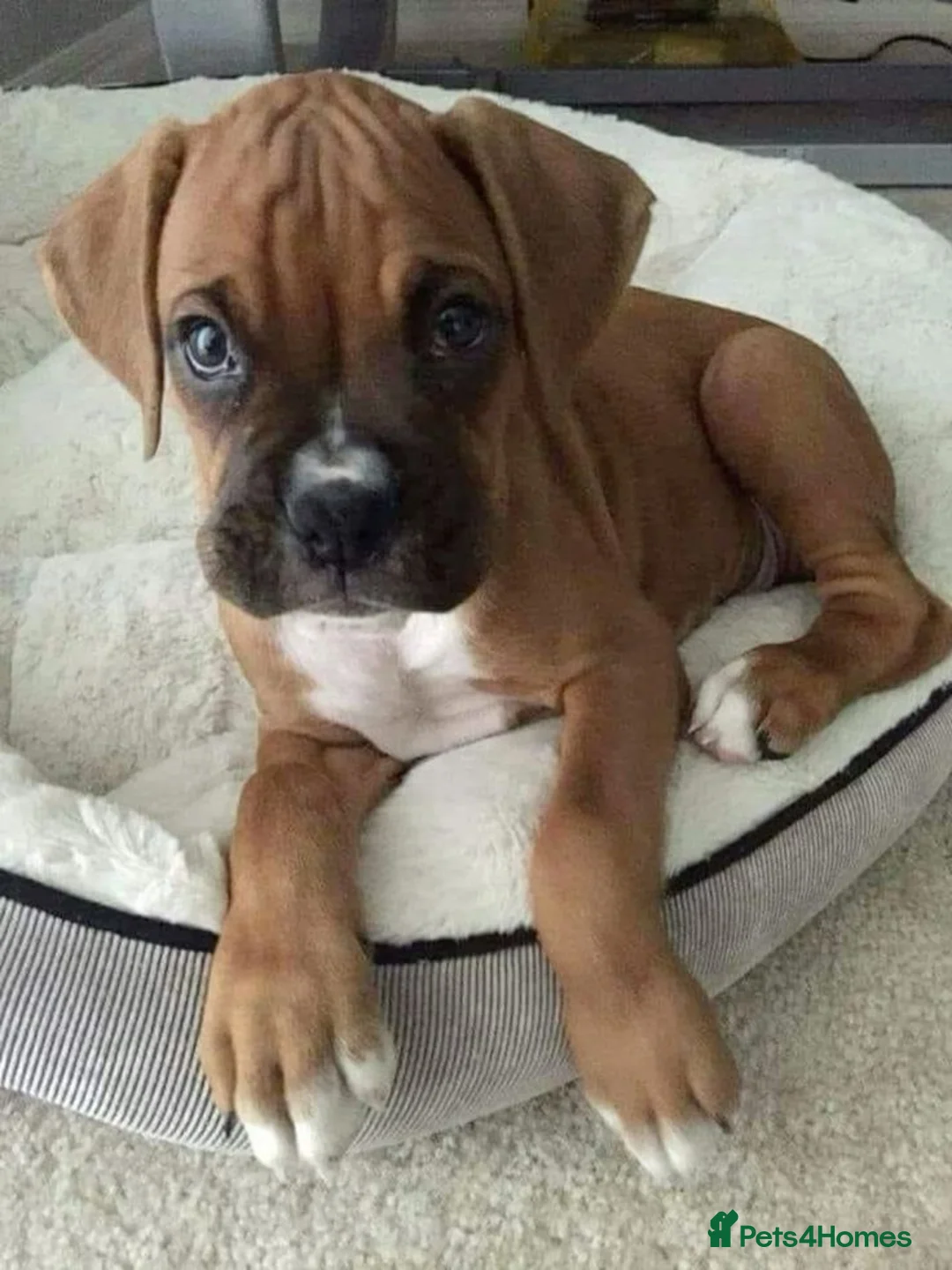 Boxer dogs for sale: Male Female Boxer Puppies in London - Advert 2