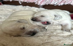 Golden Retriever dogs for sale: 1 Male Puppy Available  - Image 16