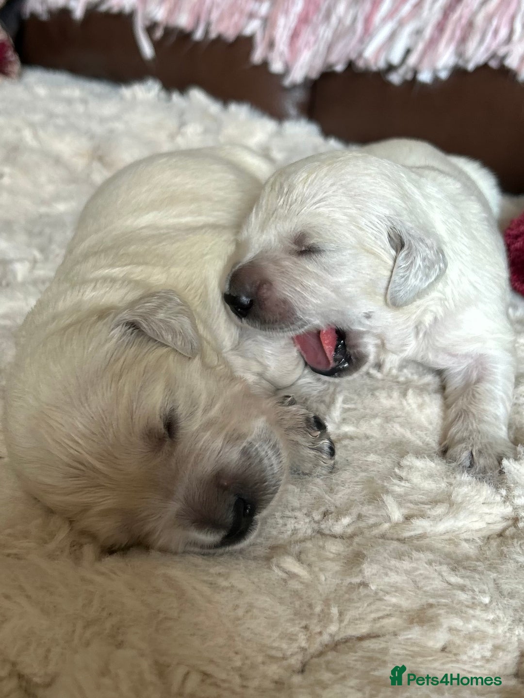 Golden Retriever dogs for sale: 1 Male Puppy Available  - Image 16