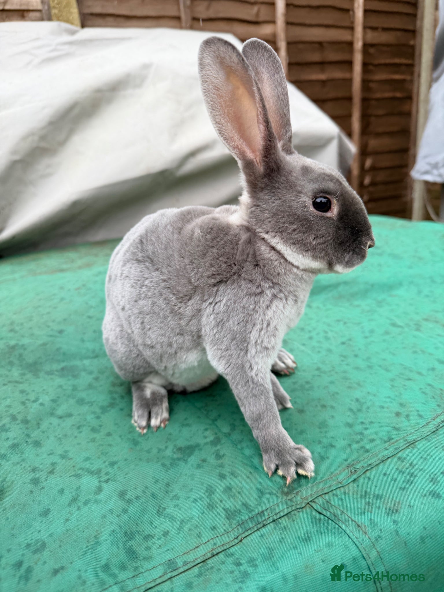 Rex rabbits 3 mini Rex bucks for sale  - Advert 1