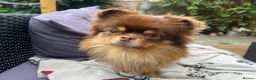 Chihuahua dogs for stud: Long haired chihuahua to stud in Sutton Coldfield - Advert 1