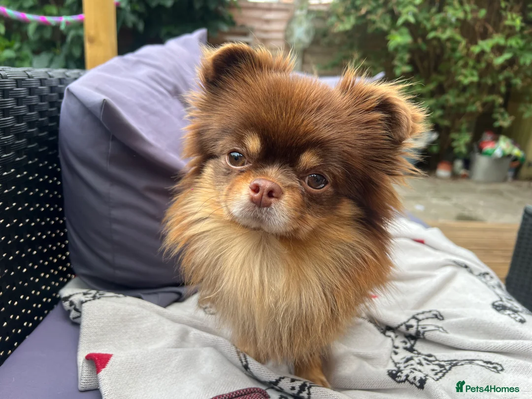 Chihuahua dogs for stud: Long haired chihuahua to stud in Sutton Coldfield - Advert 1