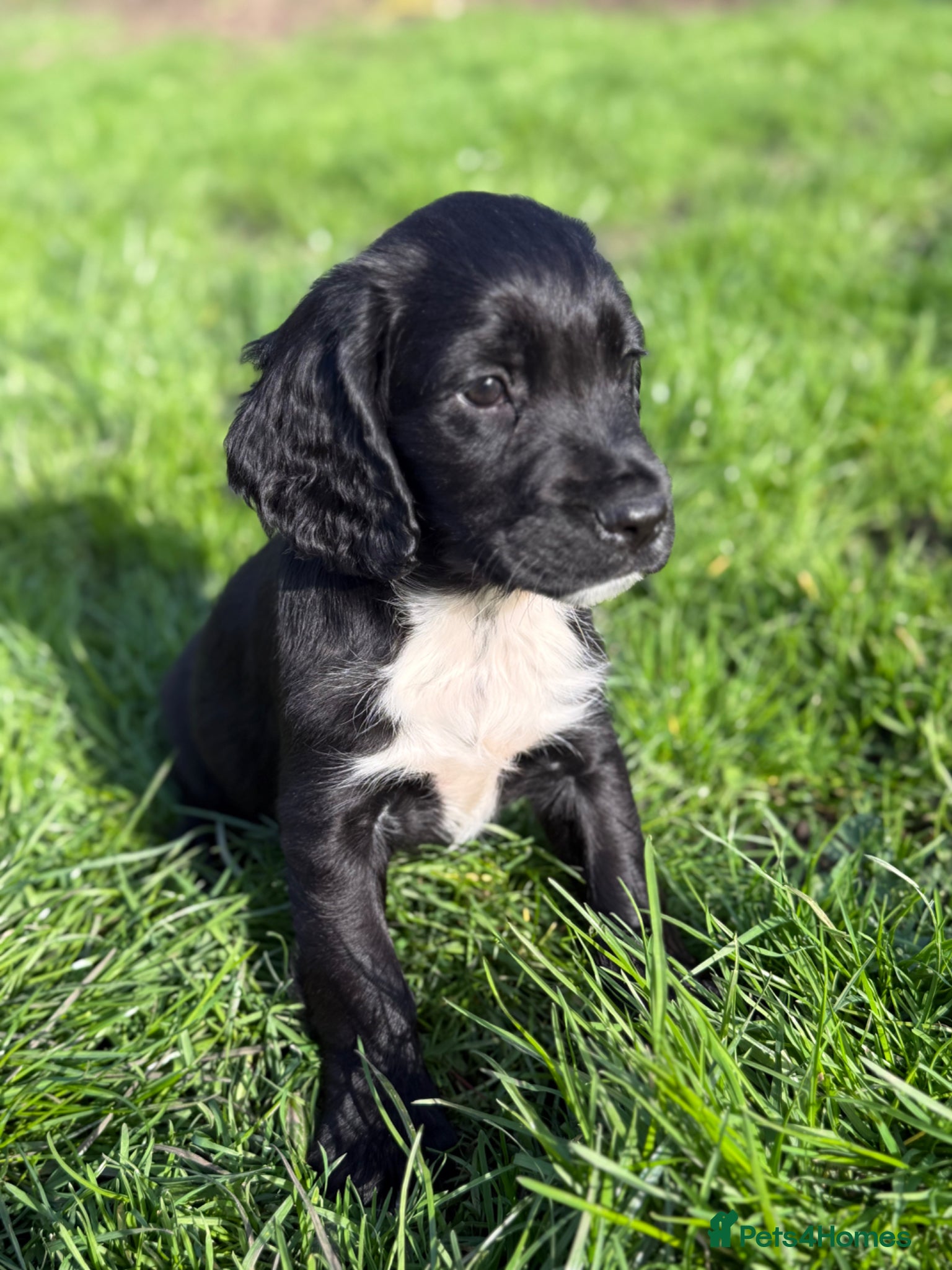 Cocker Spaniel dogs Ready now Stunning working cockers - Advert 1