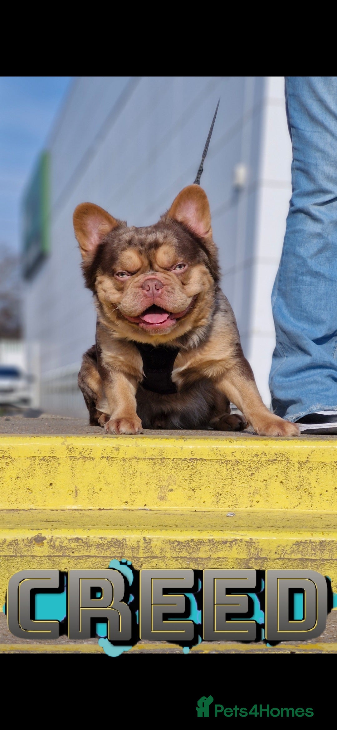 French Bulldog dogs CREED Fluffy Double Chocolate Merle £500 in South Ockendon - Advert 17