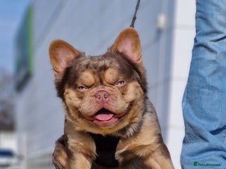 French Bulldog dogs in South Ockendon - Advert 23