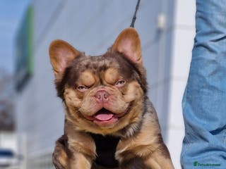 French Bulldog dogs CREED Fluffy Double Chocolate Merle £500 in South Ockendon - Advert 20