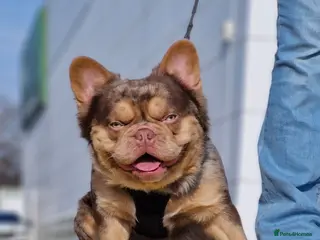 French Bulldog dogs CREED Fluffy Double Chocolate Merle £500 in South Ockendon - Advert 14