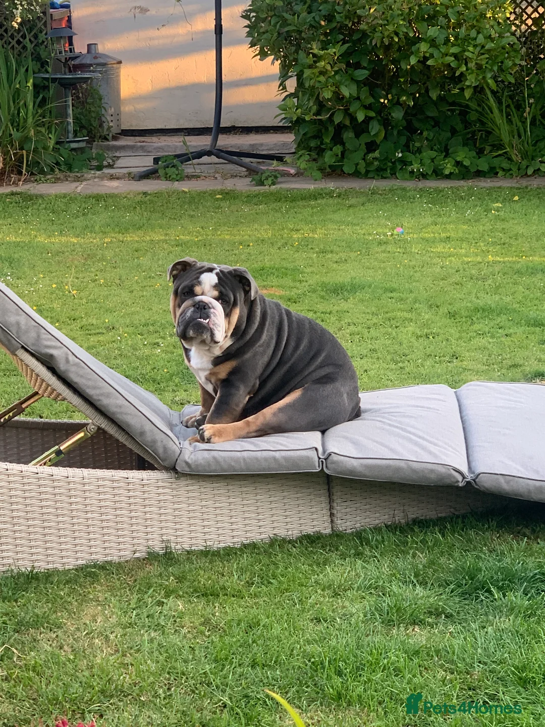 English Bulldog dogs for stud: English Bulldog Stud – Exceptional Temperament - Advert 15