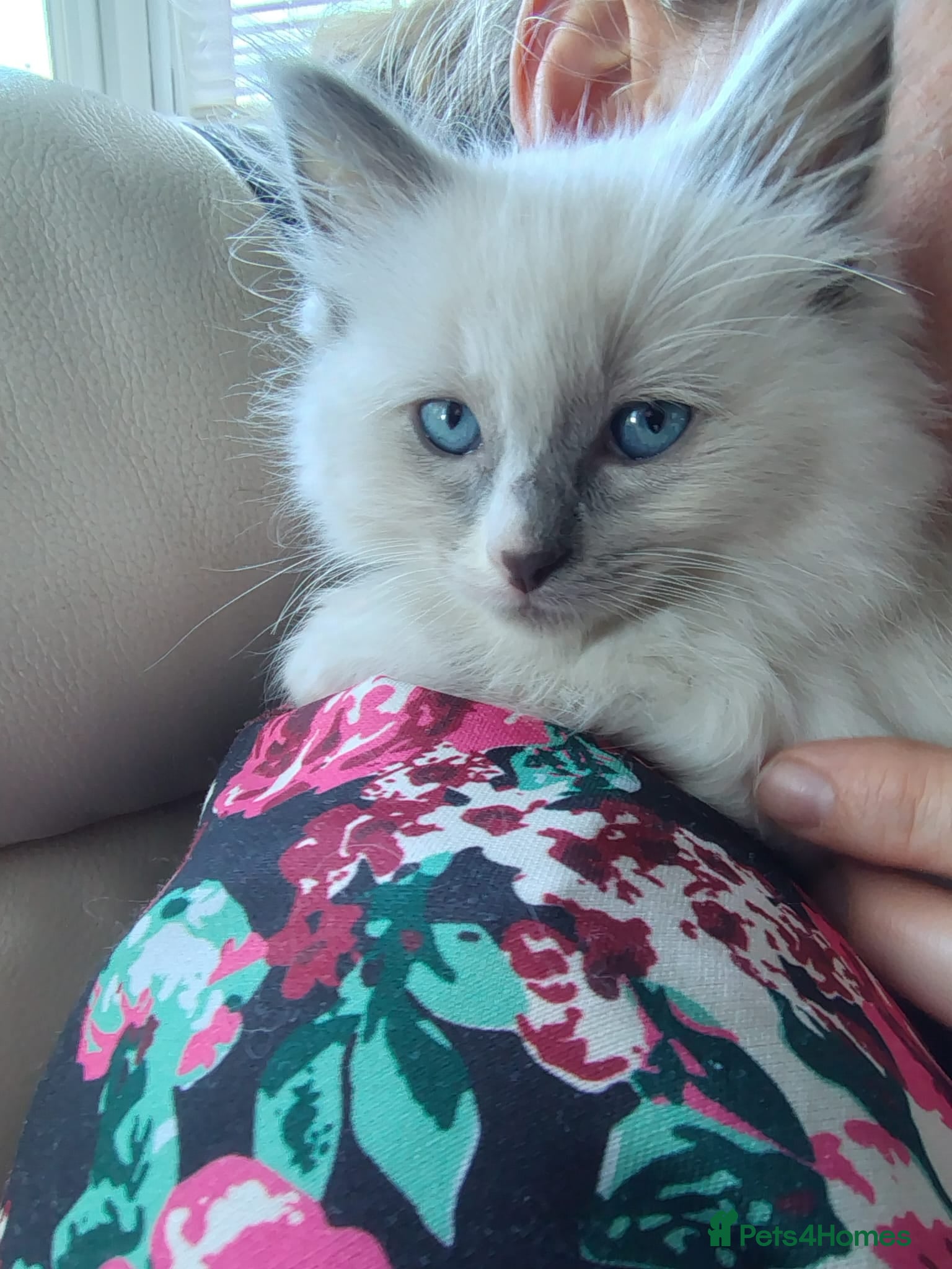 Ragdoll cats Gccf registered Ragdoll kittens 1 boys for sale  - Advert 1