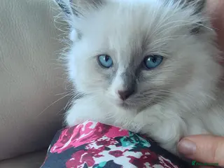 Ragdoll cats Gccf registered Ragdoll kittens 1 boys for sale - Advert 1