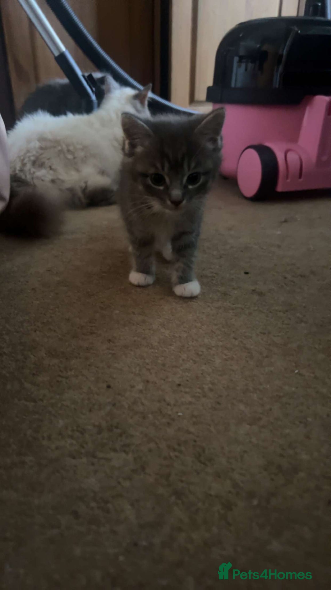 Ragdoll cats for sale: Ragdoll mixed kittens for sale  - Advert 13