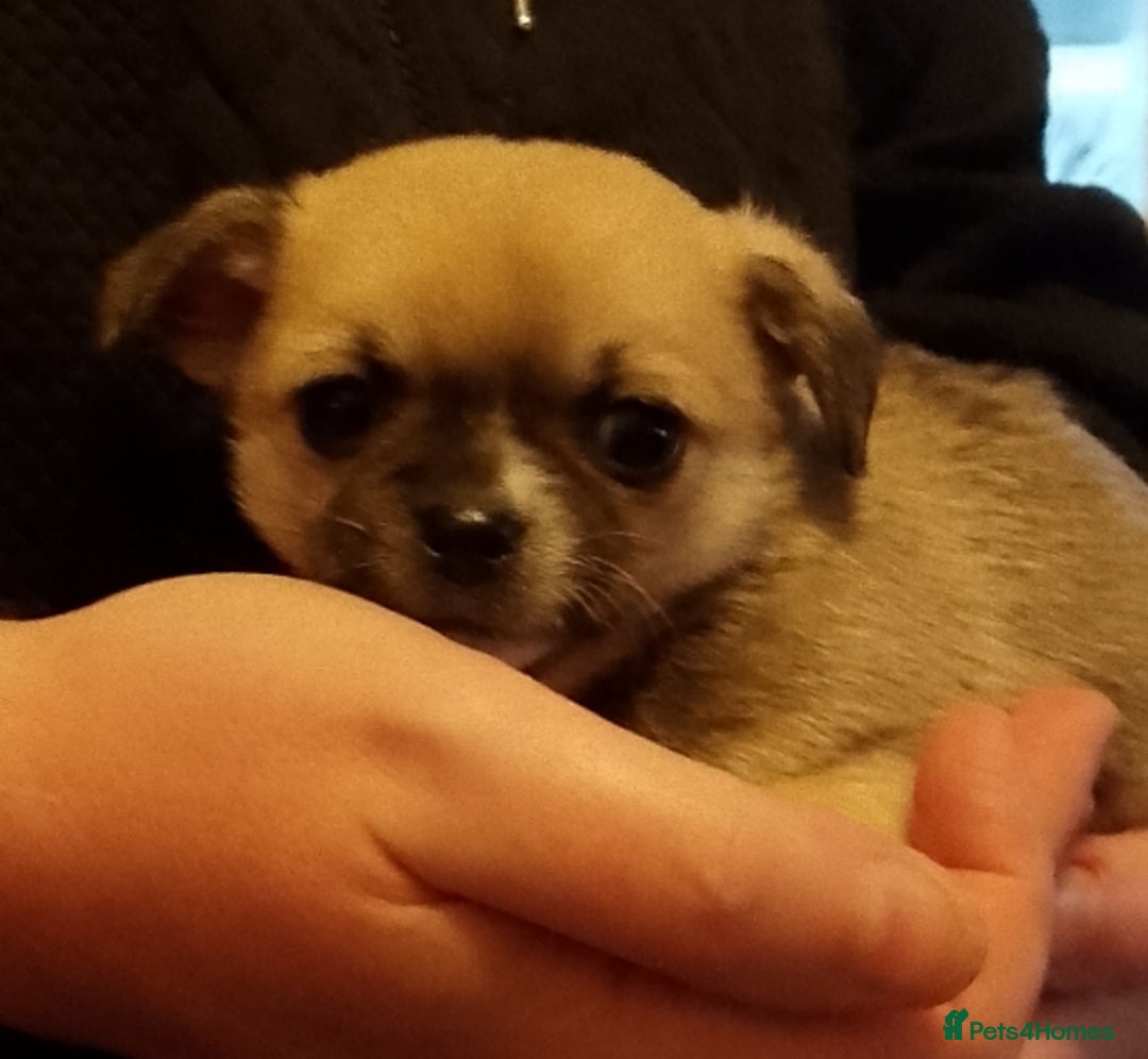 Chihuahua dogs for sale:  Chihuahua puppies can be seen with mum and dad  - Advert 6