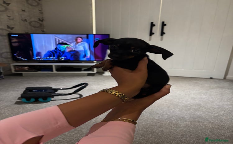 Chiweenie dogs Three left, MICROCHIPPED,VACCINATED,HEALTHCHECKED! - Advert 1