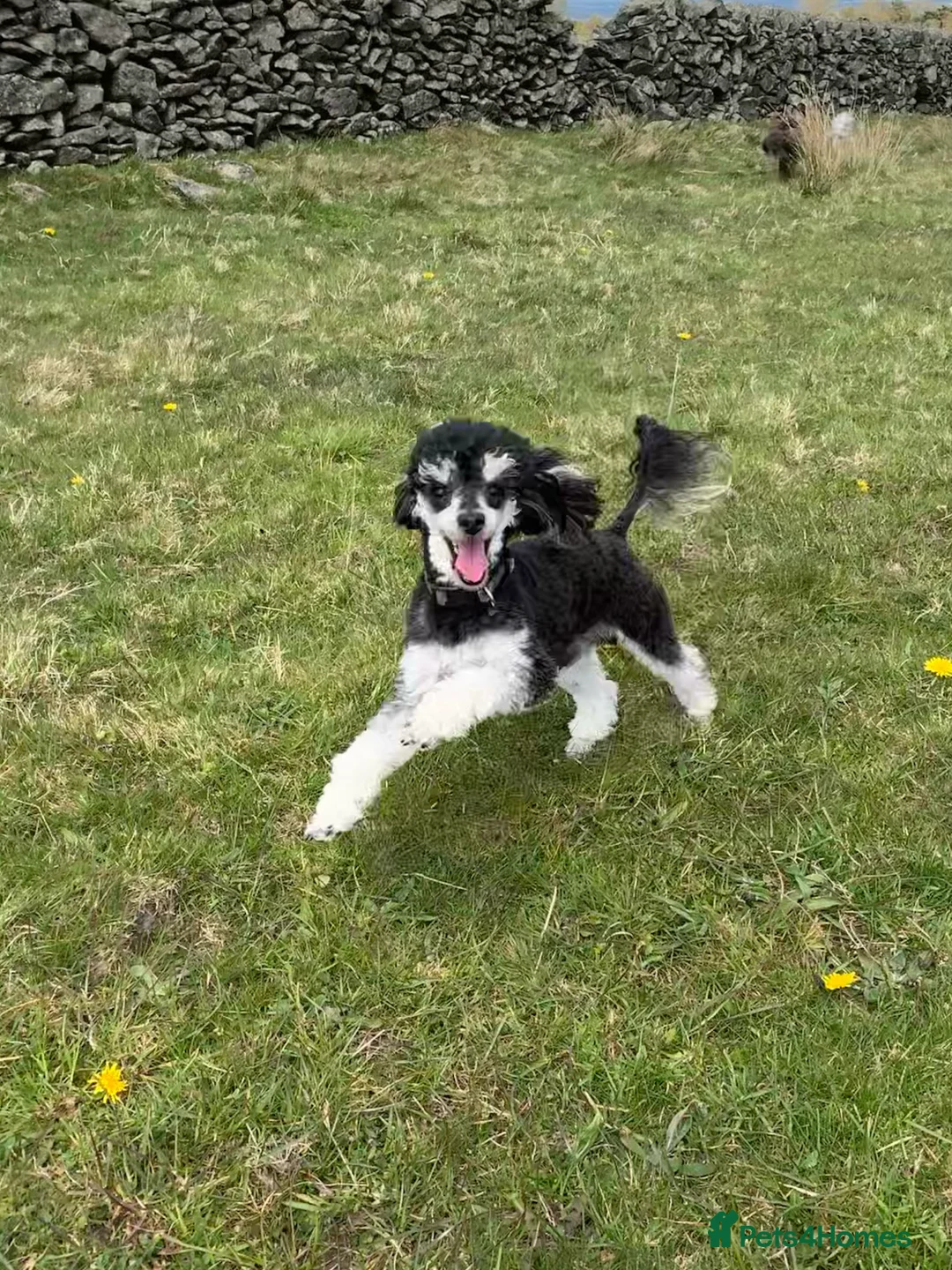 Toy Poodle dogs for stud: Phantom Toy Poodle Tri colour KC (STUD ONLY) in Coalville - Advert 9