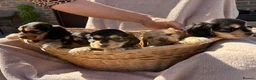 Cocker Spaniel dogs for sale: Stunning show Type cocker spaniel puppies  - Advert 8