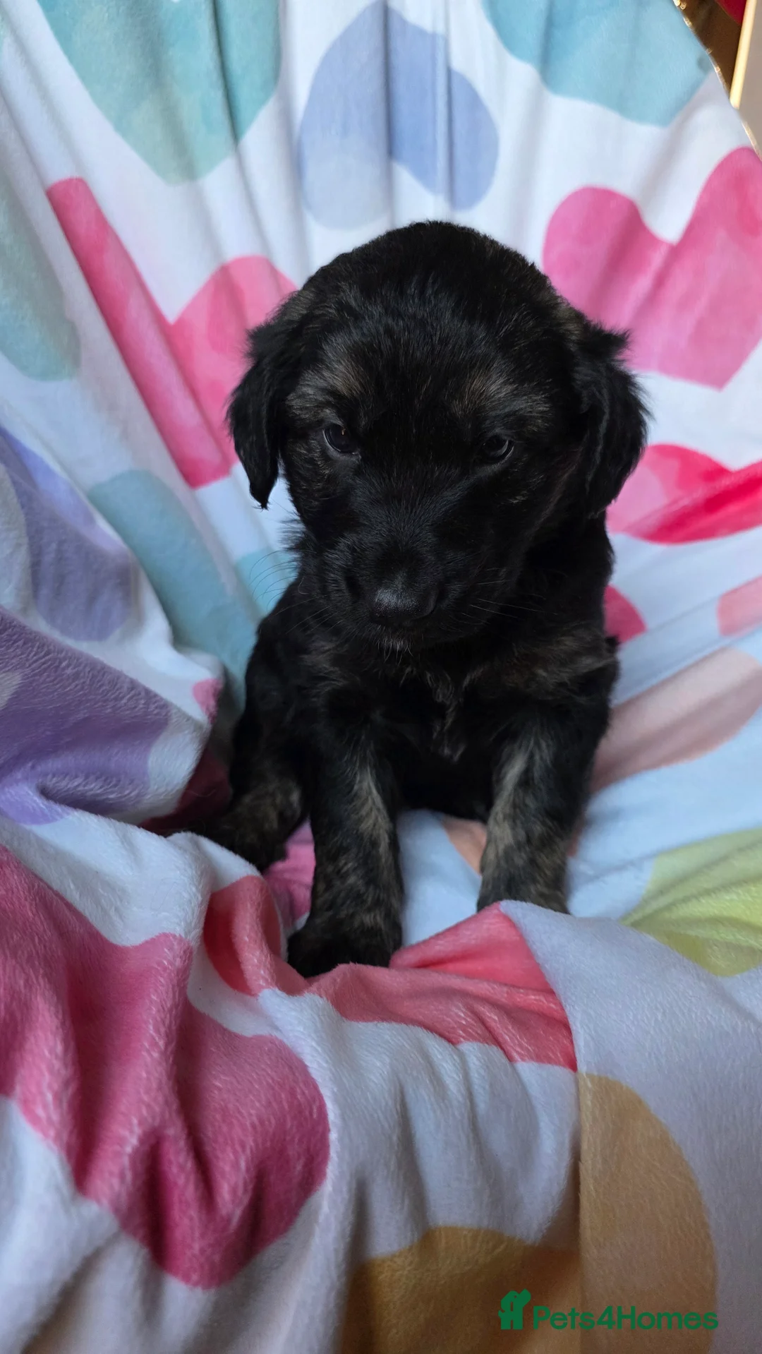 Mixed Breed dogs for sale: Golden shepherds - Advert 29