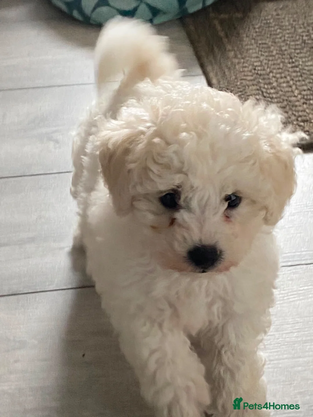 Poochon dogs for sale: Beautiful f1 poochon in Rhyl - Advert 3